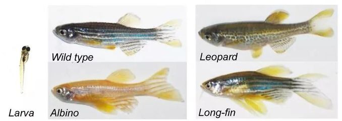 紅龍魚的壽命多長時間：紅龍魚的壽命在20-50年之間
