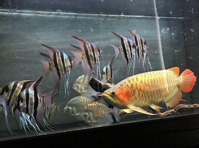 金華水族館vs祥龍魚場（金華水族館和祥龍魚場對比）