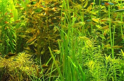 龍魚必定清驅蟲下多了