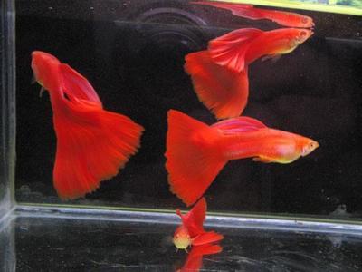 紅龍魚不停張嘴呼吸：紅龍魚不停張嘴呼吸可能由多種原因引起紅龍魚張嘴呼吸