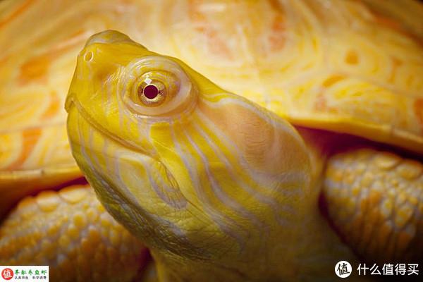 龍魚趴缸是什么樣子vs祥龍魚場：如何預防龍魚趴缸 龍魚趴缸是什么樣子vs祥龍魚場：如何預防龍魚趴缸 vs祥龍魚場 第2張