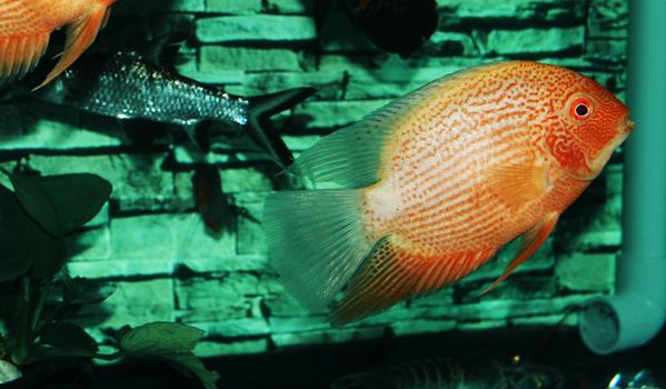 森森魚缸喂食器使用方法 森森魚缸喂食器使用方法 森森魚缸 第2張