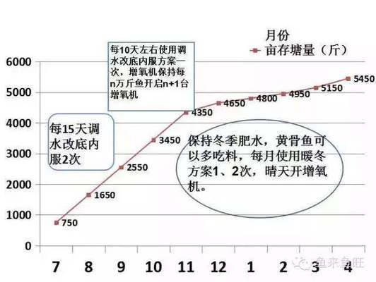 魟魚腹水樣子：魟魚腹水怎么辦