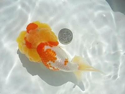 金龍魚都吃什么