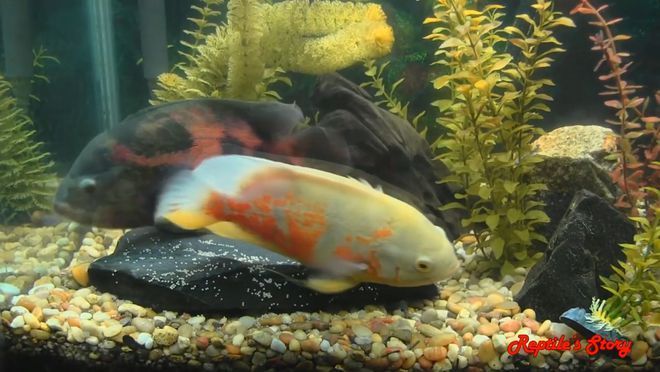 金龍魚都吃什么