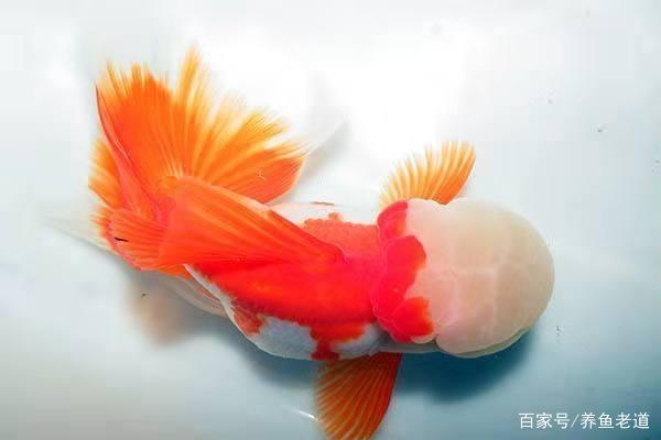 龍魚炸鱗病的救治方法vs祥龍魚場：祥龍魚場的龍魚品種介紹