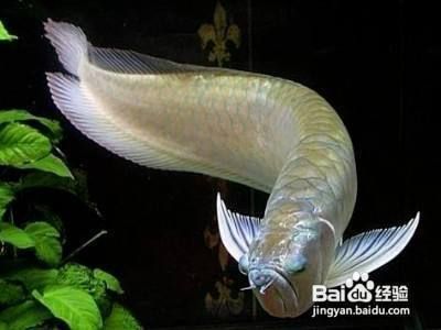 金龍王魚缸使用說明(金海王魚缸安裝示意圖)
