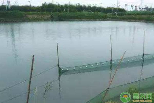 廣東淡水觀賞魚品種有哪些（廣東淡水觀賞魚品種）