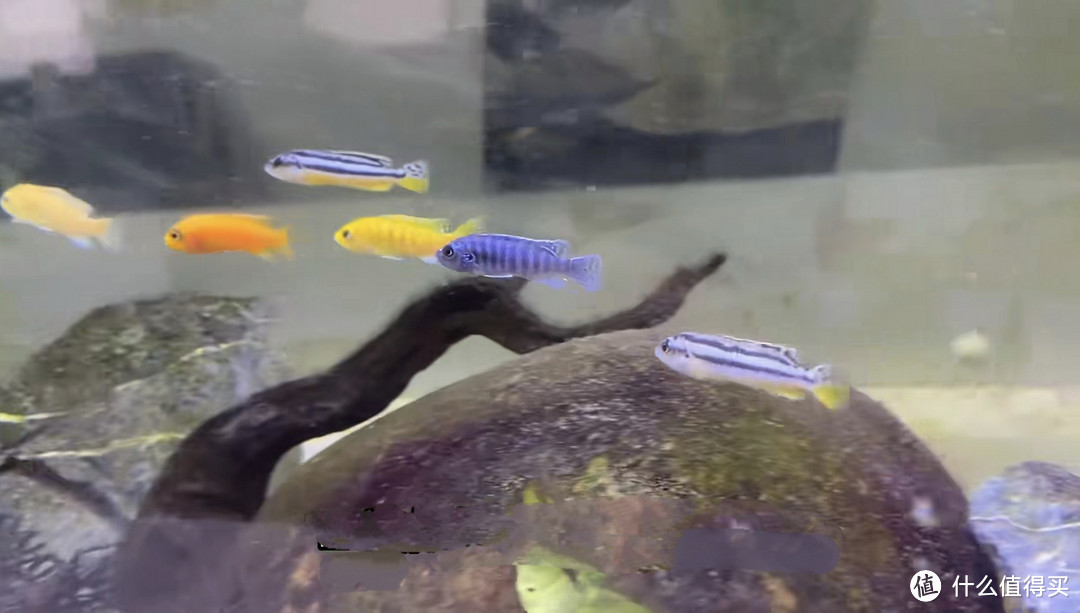 養(yǎng)龍魚要什么背景紙(養(yǎng)銀龍魚用什么背景紙)