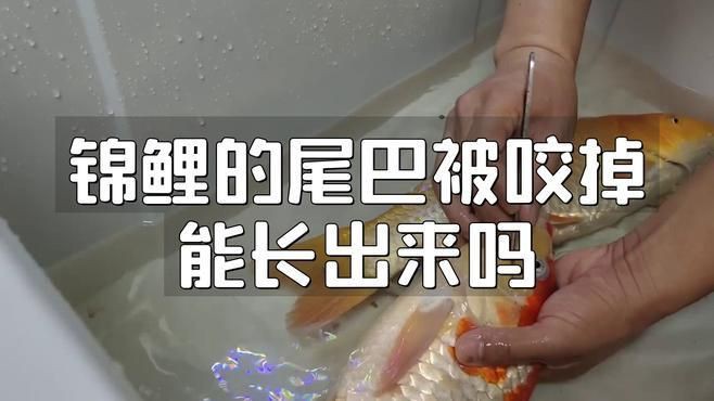魚尾巴被咬后多久會恢復(fù)，《魚尾巴被咬后多久會恢復(fù)》