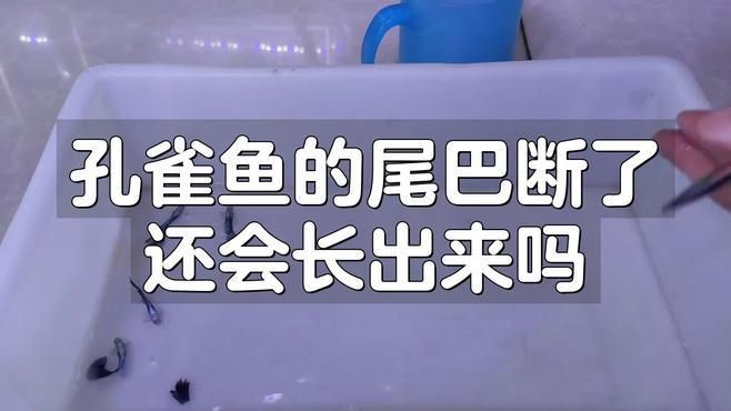 魚尾巴被咬后多久會恢復(fù)，《魚尾巴被咬后多久會恢復(fù)》