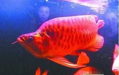 虎魚身上的黑紋變淡了是什么原因：虎魚身上的黑紋變淡了是什么原因?qū)е禄Ⅳ~黑紋變淡了是什么原因