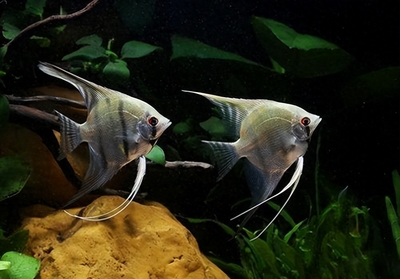 新買的金龍魚趴在缸底不動vs祥龍魚場：新買的金龍魚在魚缸中一動不動地趴著，可能意味著多種原因