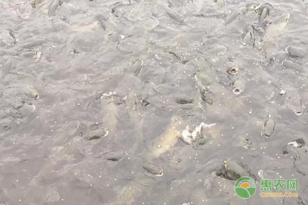 紅龍魚去哪里買比較好養的:如何挑選健康的紅龍魚 紅龍魚百科 第2張 紅龍魚去哪里買比較好養的:如何挑選健康的紅龍魚 紅龍魚去哪里買比較好養的:如何挑選健康的紅龍魚 紅龍魚百科 第2張