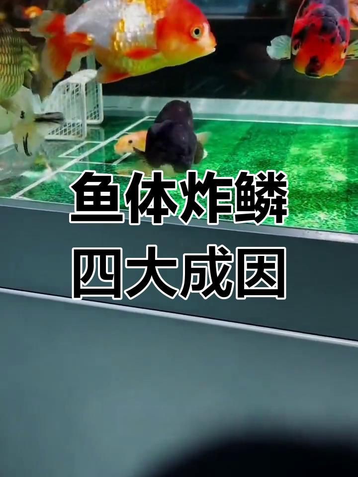 炸鱗病有哪些常見誤區，《關于炸鱗病常見誤區的摘要》 炸鱗病有哪些常見誤區，《關于炸鱗病常見誤區的摘要》 龍魚百科 第4張