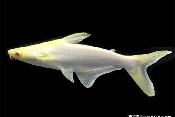 魚缸蓋上蓋子好還是不蓋好（魚缸蓋蓋子好還是打開蓋子好）