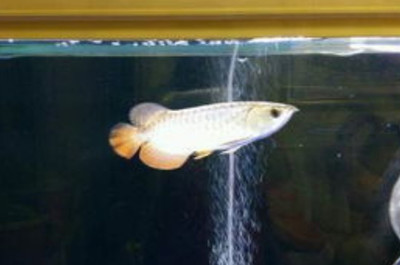 玻璃魚缸過濾器有用嗎知乎推薦：魚缸過濾器品牌推薦魚缸過濾器的使用注意事項