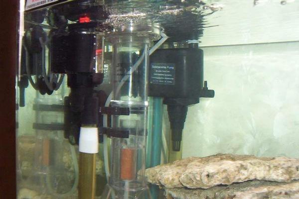 內江觀賞魚基地有哪些魚類可以賣 內江觀賞魚基地有哪些魚類可以賣的