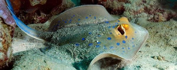 大型養魚缸水泵：大型養魚缸水泵選擇大型養魚缸水泵需要考慮多個因素