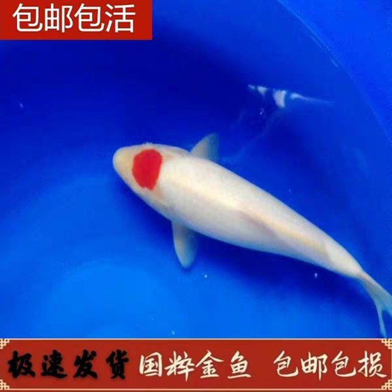 紅龍魚幾年成年 龍魚百科 第1張 紅龍魚幾年成年 紅龍魚幾年成年 龍魚百科 第1張