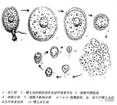 銀龍魚魚鱗發紅怎么回事兒啊(銀龍魚身上發紅) 銀龍魚魚鱗發紅怎么回事兒啊(銀龍魚身上發紅) 銀龍魚百科 第2張