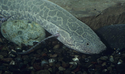 豬鼻龜成年需要幾年壽命呢視頻教程(豬鼻龜成年需要幾年壽命呢視頻教程)