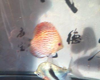 銀龍魚養殖視頻播放(銀龍魚養殖場)