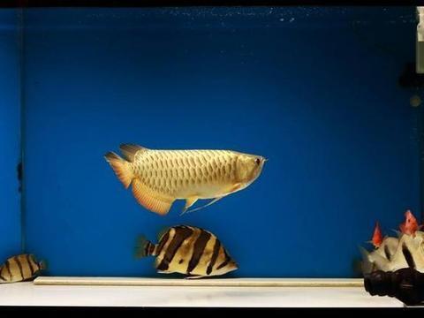 印尼虎魚暴斃原因是什么：印尼虎魚暴斃的原因是什么