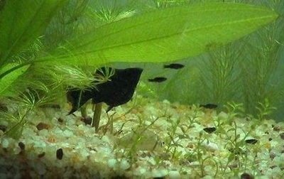 創(chuàng)寧水泵和no1變頻水泵哪個好一方水泵和no1變頻水泵哪個好，創(chuàng)寧變頻水泵可以陸用嗎？