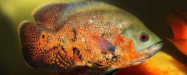 虎魚黑了多久能恢復：\"虎魚黑了多久能恢復\"