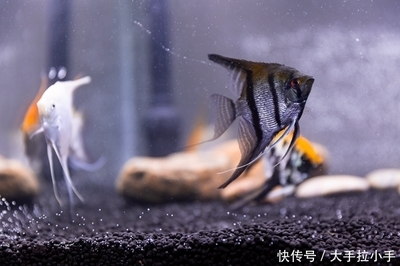 龍魚有寄生蟲的表現vs祥龍魚場：祥龍魚場的龍魚品種介紹