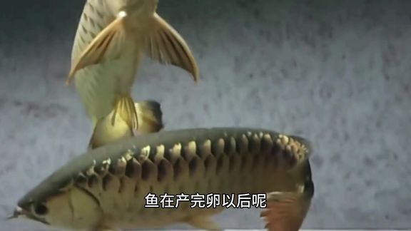 博特變頻水泵控制器(博特變頻水泵控制器接線圖) 博特水族 第1張 博特變頻水泵控制器(博特變頻水泵控制器接線圖) 博特變頻水泵控制器(博特變頻水泵控制器接線圖) 博特水族 第1張