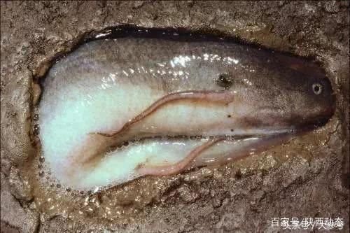 博特魚缸過濾系統(tǒng)怎么樣安裝的(博特魚缸過濾系統(tǒng)怎么樣安裝的好)