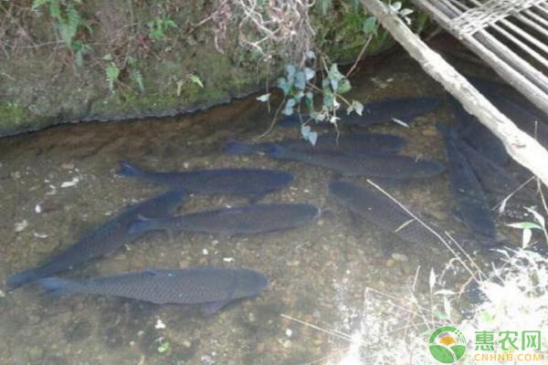 銀龍魚最低水溫不能低于多少度(銀龍魚最低溫度多少度)