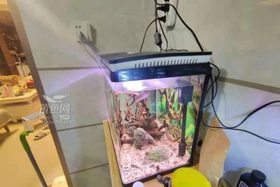 金龍魚趴窩怎么辦小妙招vs祥龍魚場：金龍魚趴窩怎么辦小妙招vs祥龍魚場的急救措施