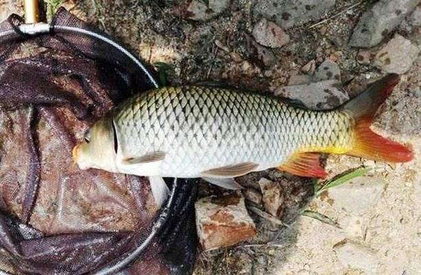 虎魚蒙眼治療過程圖片：虎魚蒙眼的治療過程