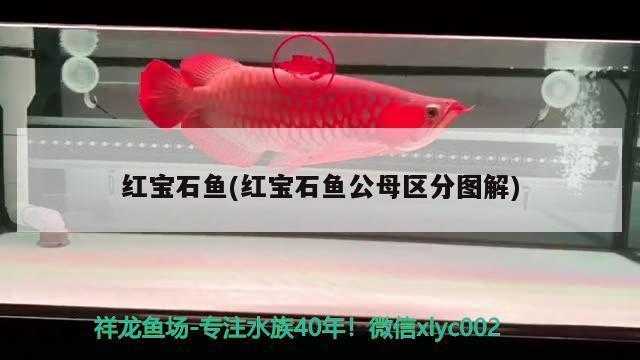 紅龍魚吃什么飼料最好養殖