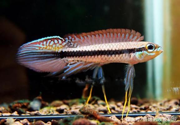 紅龍魚的品種與區別圖解：紅龍魚的種類及種類介紹