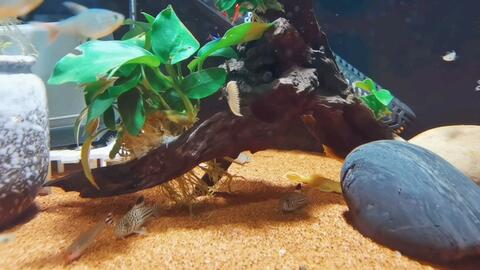 金龍魚多少錢一個(gè) 金龍魚多少錢一個(gè) 龍魚百科 第2張