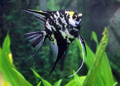 七彩神仙魚吃黑殼蝦嗎還可以吃什么 金龍魚百科 第2張 七彩神仙魚吃黑殼蝦嗎還可以吃什么 七彩神仙魚吃黑殼蝦嗎還可以吃什么 金龍魚百科 第2張