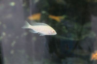 創寧和魚呼吸增氧泵哪個好(創寧增氧泵怎么樣)