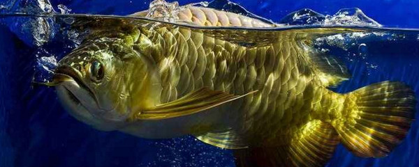 yee和森森過濾器哪個好