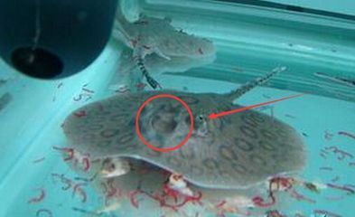 龍魚突然死了預兆著什么原因引起的