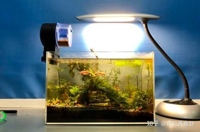布吉水族魚缸店