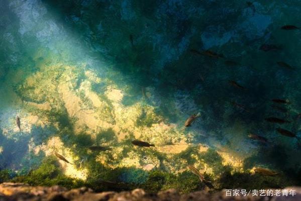 不銹鋼框架魚缸：不銹鋼框架魚缸的優缺點
