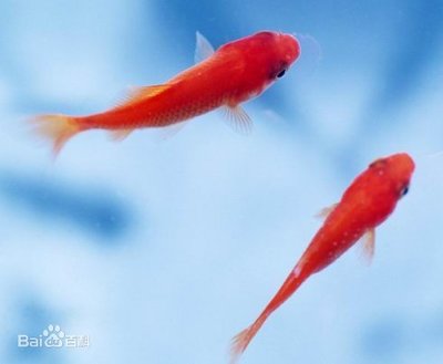 魚缸澄清劑使用后水變渾濁了還能用嗎(魚缸用了水質澄清劑) 魚缸澄清劑使用后水變渾濁了還能用嗎(魚缸用了水質澄清劑) 魟魚百科 第1張