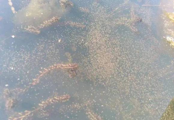 印虎魚能長多大的魚苗:印尼虎魚的成年體長可以達(dá)到55-60cm 虎魚百科 第2張 印虎魚能長多大的魚苗:印尼虎魚的成年體長可以達(dá)到55-60cm 印虎魚能長多大的魚苗:印尼虎魚的成年體長可以達(dá)到55-60cm 虎魚百科 第2張