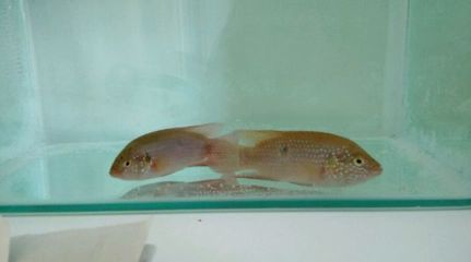 金龍魚什么顏色的好