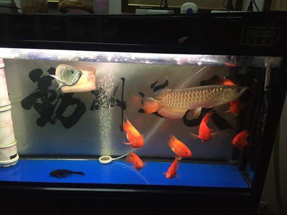 家里養什么魚風水好,招財,身體好，家庭養殖風水魚的注意事項