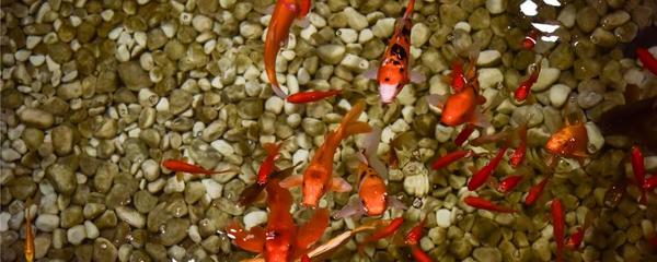 龍魚多少度水溫會(huì)凍死掉呢 龍魚多少度水溫會(huì)凍死掉呢 龍魚百科 第1張